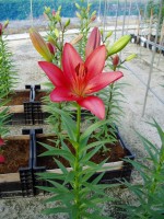 [1654 CarmineDiamond No02.JPG]